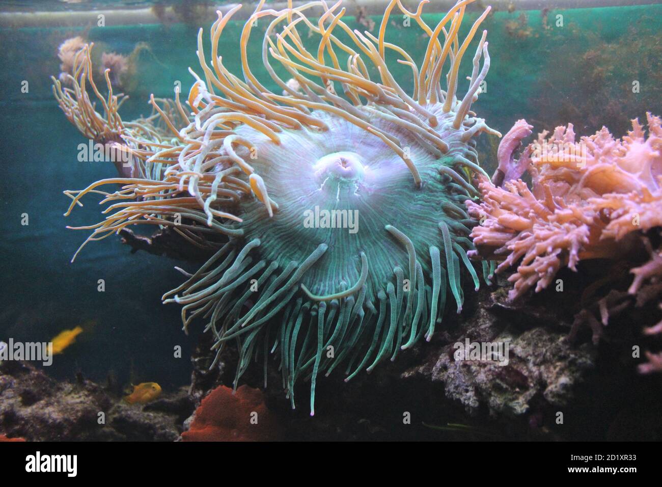 Anemone in un serbatoio di pesce Foto Stock