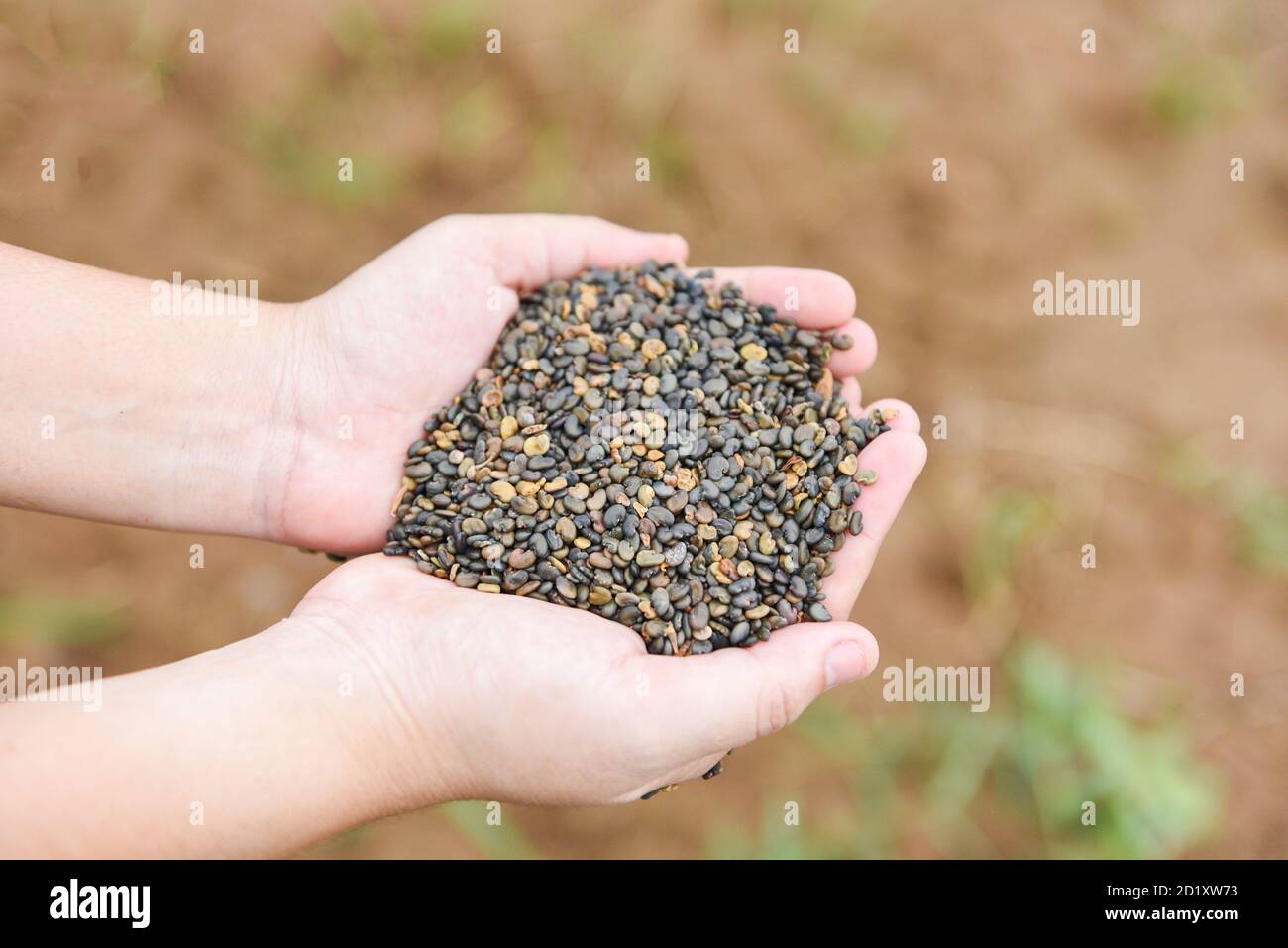 Hands with taking seeds / nuts or bean seed on hand for plantation cultivation Foto Stock