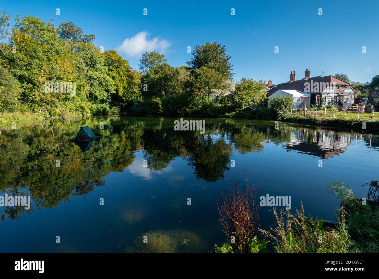 Sherbourne Pond sulla tenuta di Albury, Surrey, Regno Unito, in un giorno soleggiato di ottobre Foto Stock