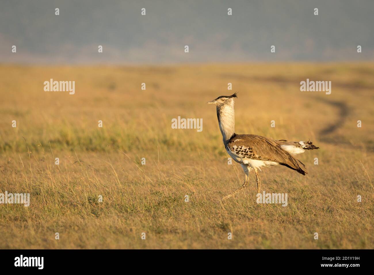 Kori bustard camminare in pianure di erba di Masai Mara in Kenya Foto Stock