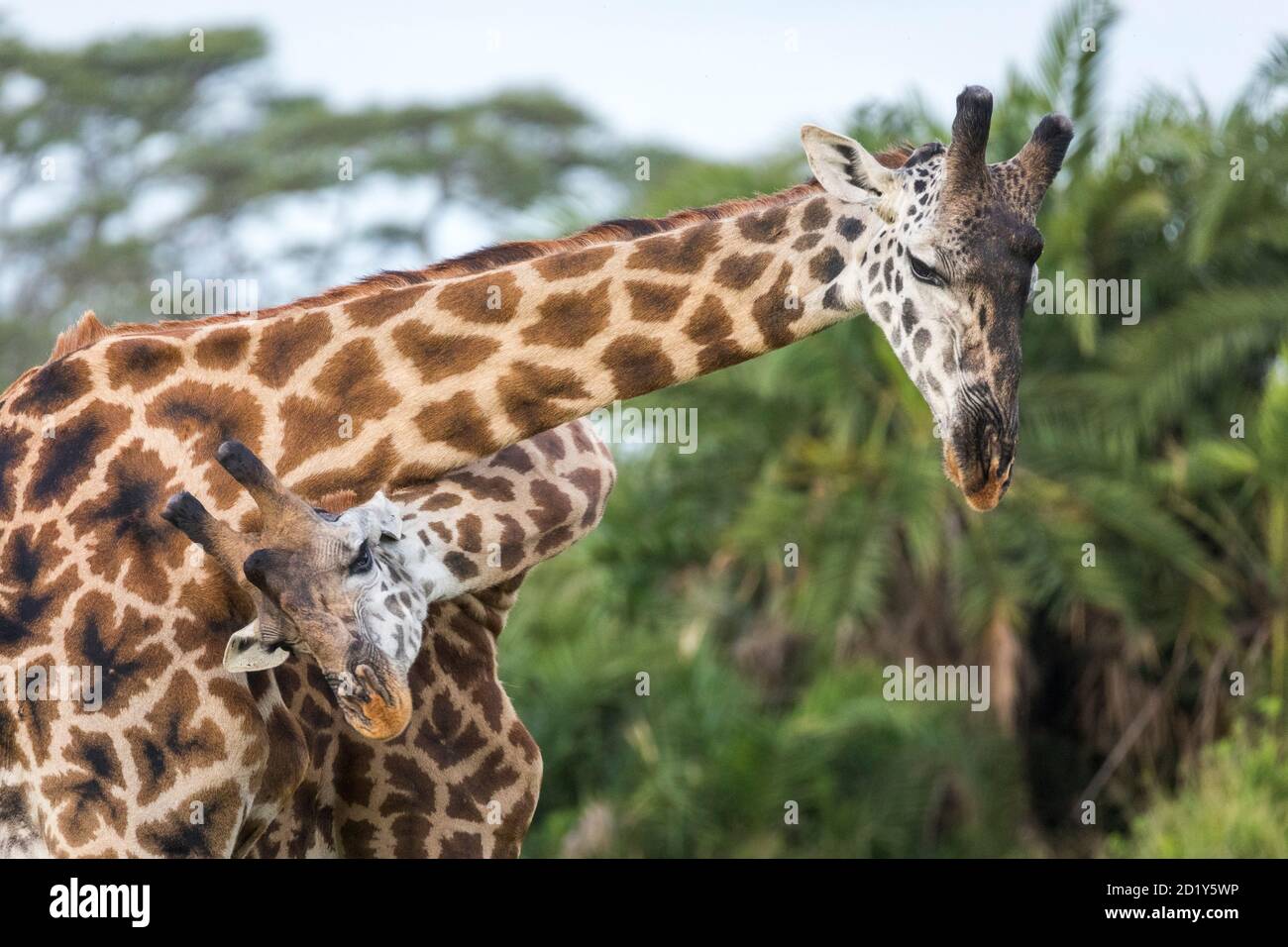 Due giraffe maschili girocollo oscillanti che combattono nel Parco Nazionale di Serengeti In Tanzania Foto Stock
