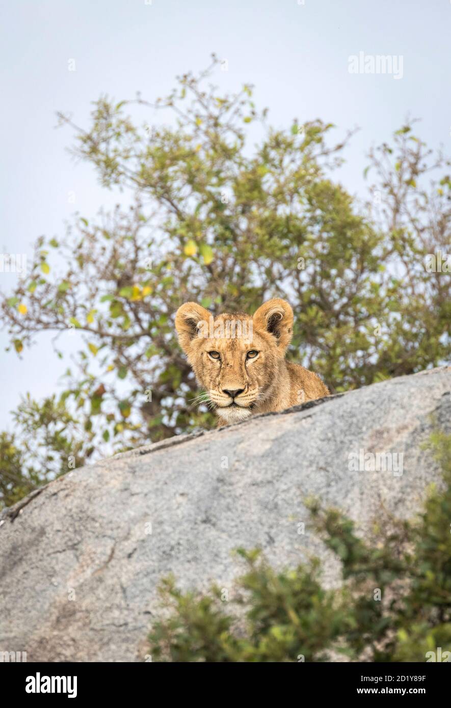 Ritratto verticale di un cucciolo di leone giovanile seduto dietro a. Grande roccia nel Parco Nazionale Serengeti in Tanzania Foto Stock