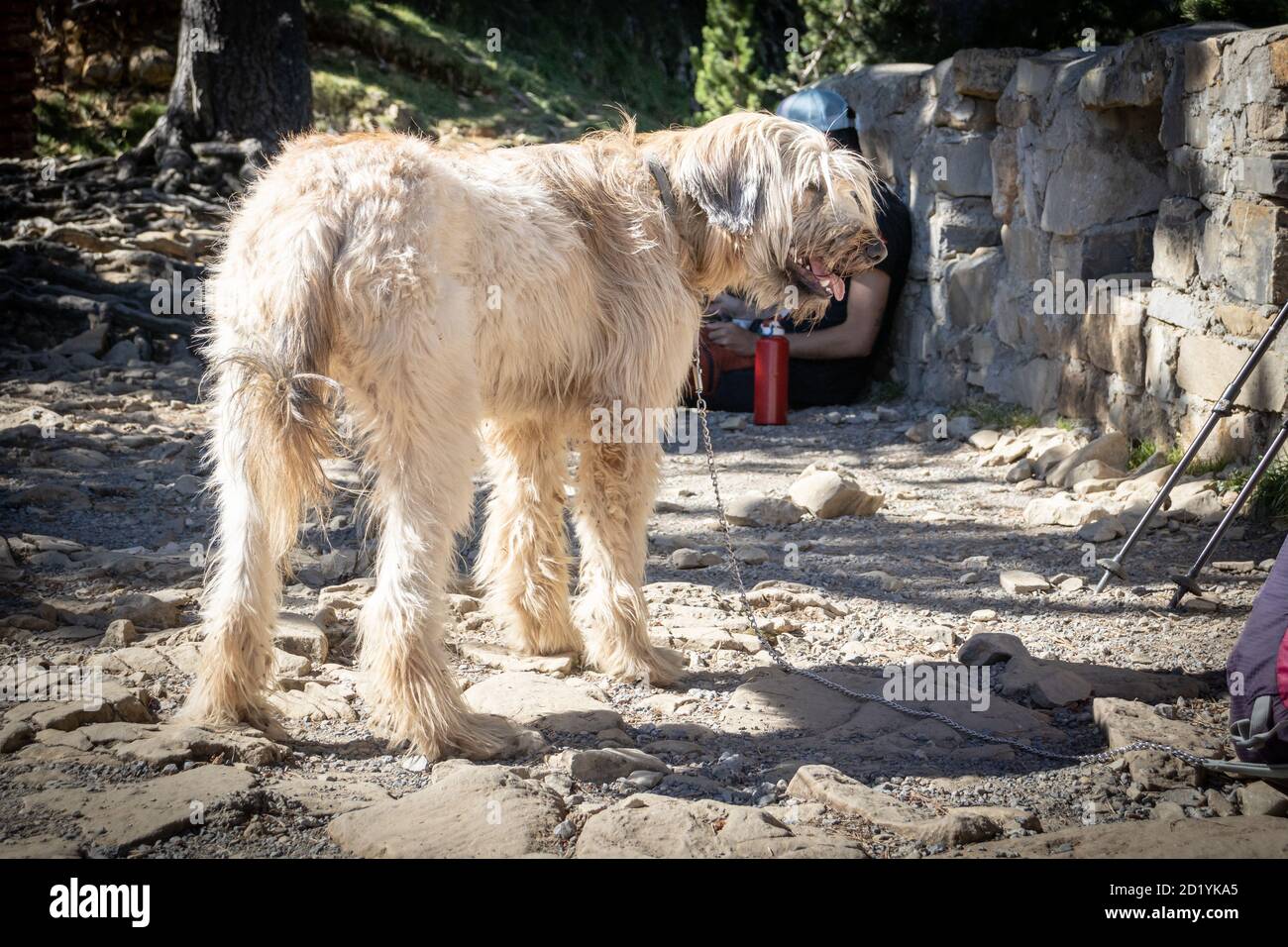 Cane sighthound wolfhound irlandese con cappotto di crema. Foto Stock