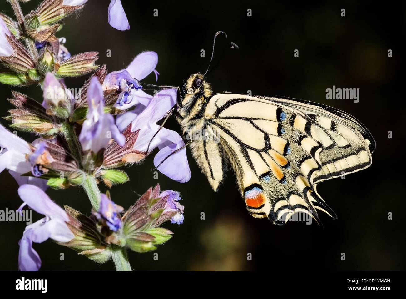 Papilio Machaon - farfalla a coda di rondine Foto Stock