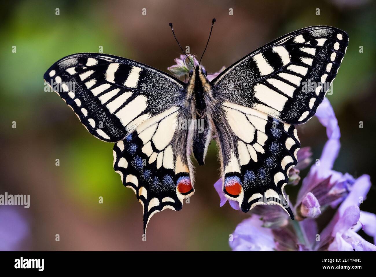 Papilio Machaon - farfalla a coda di rondine Foto Stock