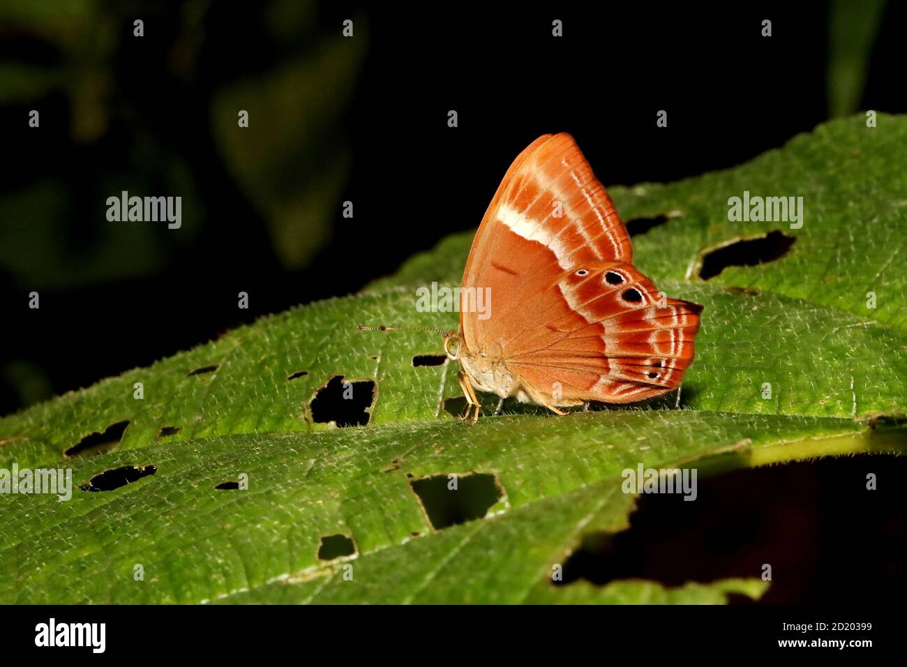 Doppia farfalla Judy a bandelle, Abisara bifasciata, Bondla Wildlife Sanctuary, Goa, India Foto Stock