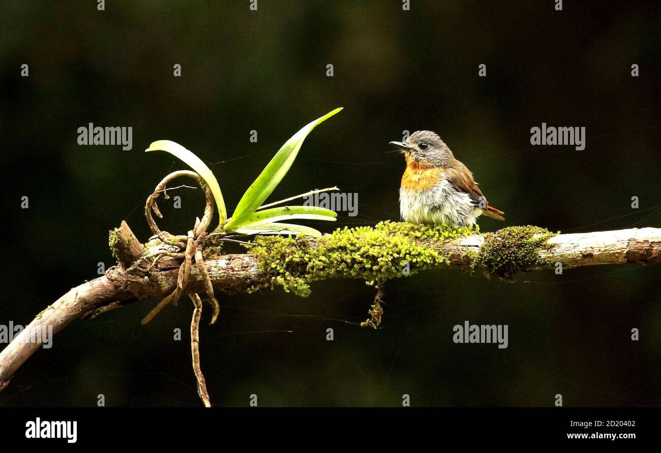 Female Blu decorticato bianco Flycatcher, Ciornis pallipes, Ganeshgudi, Karnataka, India Foto Stock