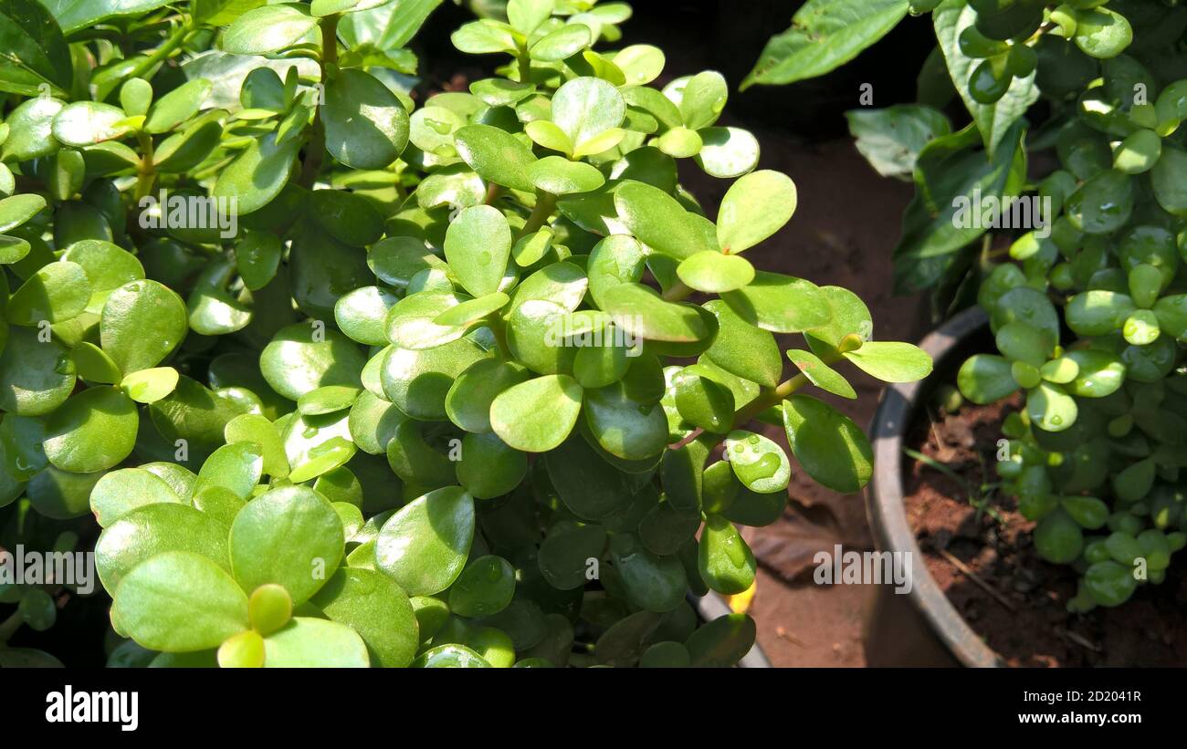 Crassula ovate chiamato anche come pianta di giada o pianta fortunata o albero di soldi Foto Stock