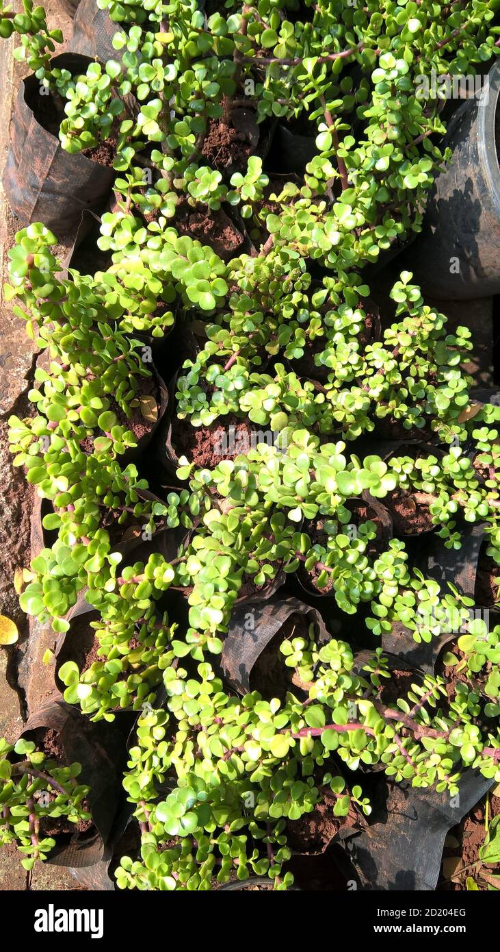 Crassula ovate chiamato anche come pianta di giada o pianta fortunata o albero di soldi Foto Stock