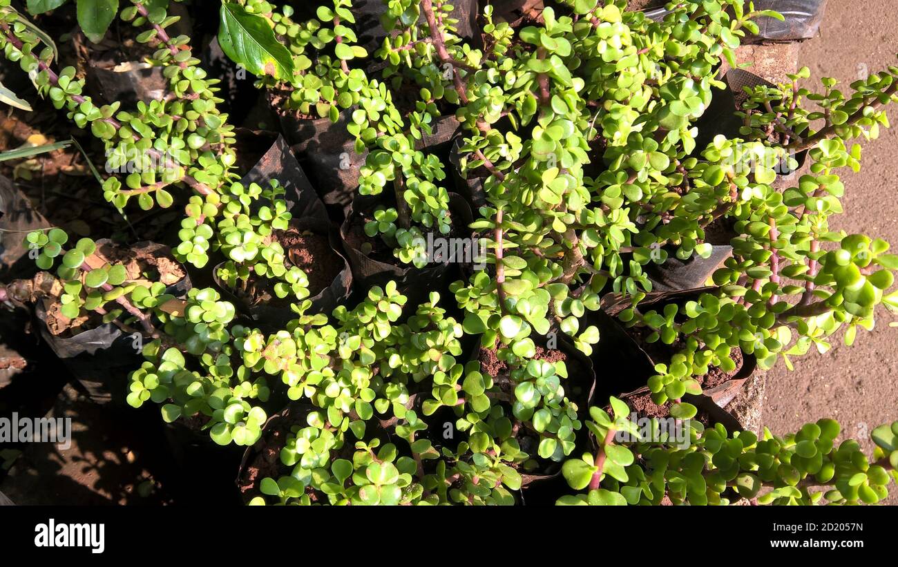 Crassula ovate chiamato anche come pianta di giada o pianta fortunata o albero di soldi Foto Stock