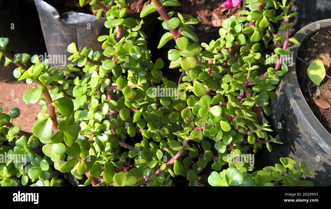 Crassula ovate chiamato anche come pianta di giada o pianta fortunata o albero di soldi Foto Stock