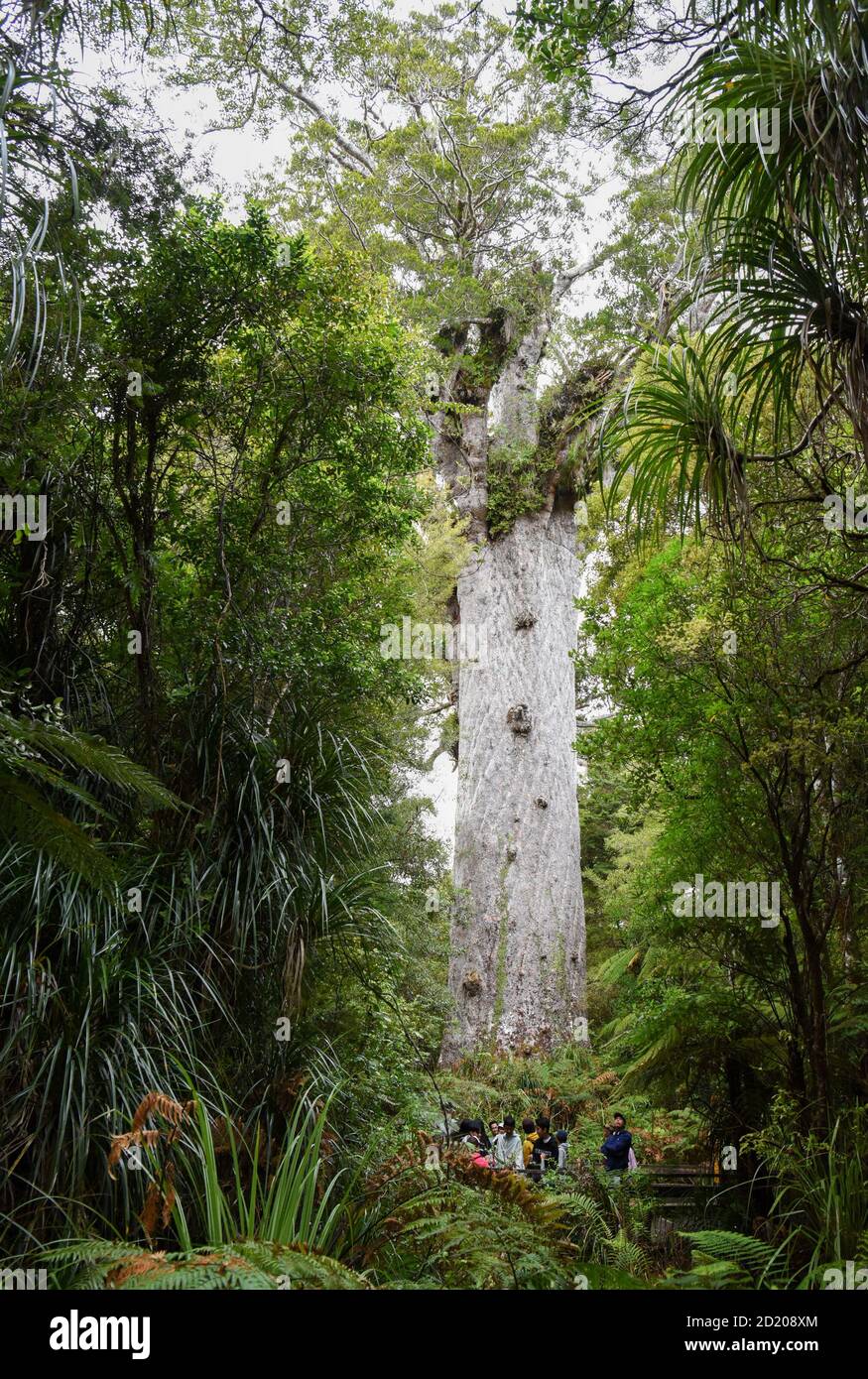Northland, Nuova Zelanda. 6 Ott 2020. La gente guarda un albero di kauri alla foresta di Waipoua in Northland, Nuova Zelanda, 6 ottobre 2020. Waipoua, e le foreste adiacenti, costituiscono il più grande tratto rimanente di foresta nativa nel Northland e la casa degli alberi di kauri. Credit: Guo Lei/Xinhua/Alamy Live News Foto Stock