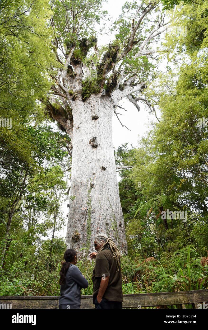 Northland, Nuova Zelanda. 6 Ott 2020. La gente guarda un albero di kauri alla foresta di Waipoua in Northland, Nuova Zelanda, 6 ottobre 2020. Waipoua, e le foreste adiacenti, costituiscono il più grande tratto rimanente di foresta nativa nel Northland e la casa degli alberi di kauri. Credit: Guo Lei/Xinhua/Alamy Live News Foto Stock