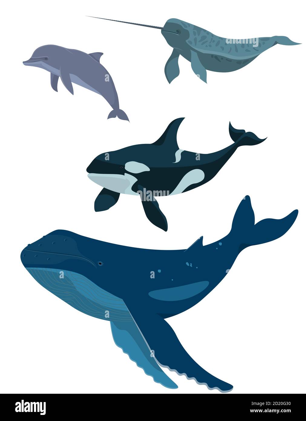 Insieme vettoriale di animali marini. Balena, delfino, narwhal e balena killer in stile cartone animato isolato su sfondo bianco. Illustrazione Vettoriale