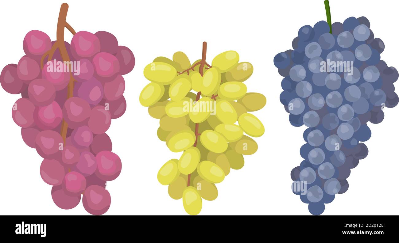 Uve di varietà diverse. Bacche in stile cartoon isolato su sfondo bianco. Illustrazione Vettoriale