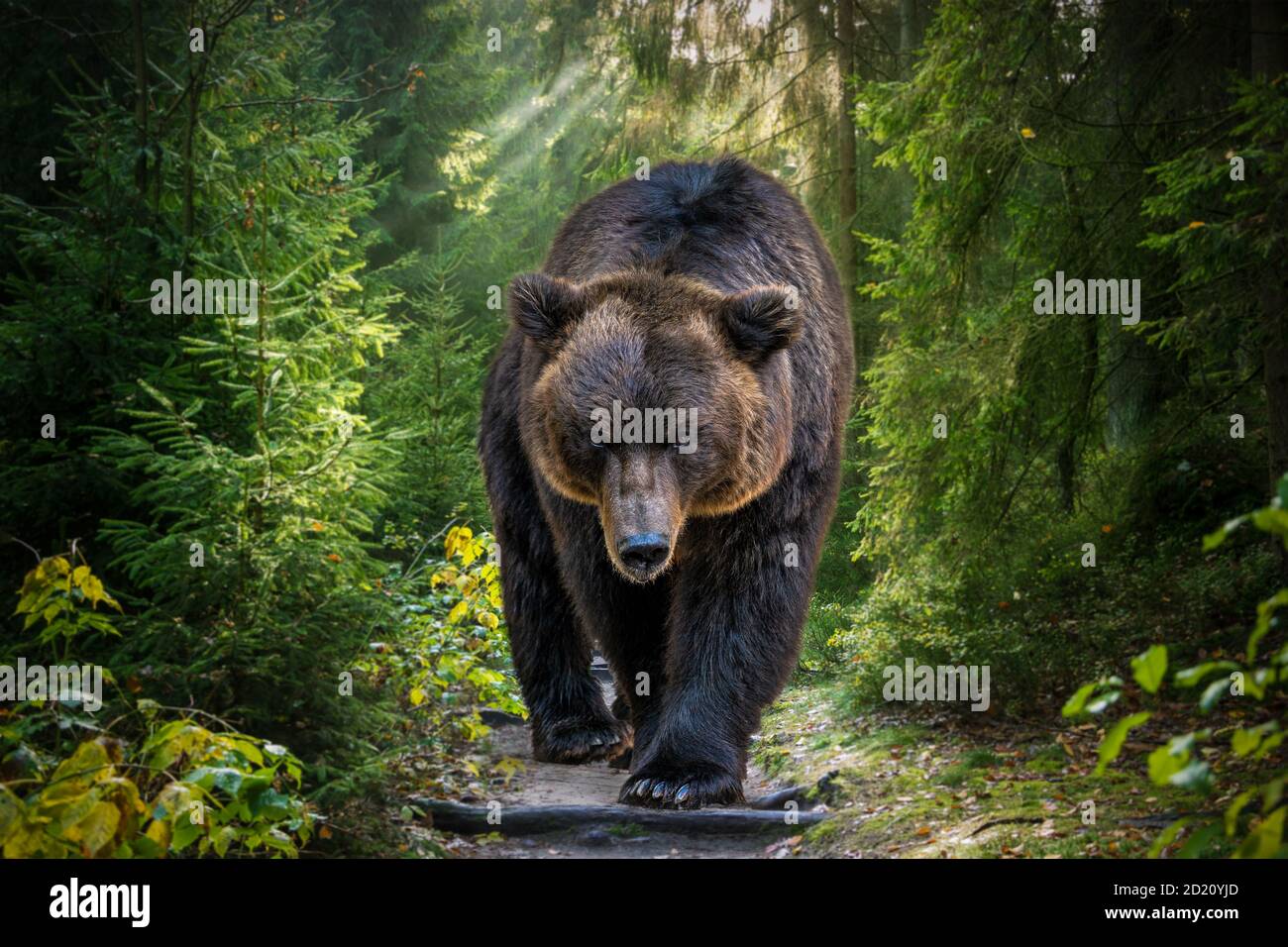 L'orso bruno Kamchatka o il piscatore Ursus arctos. Bear sta arrivando verso la telecamera. Closeup di orso bruno kamchatka. Foto Stock