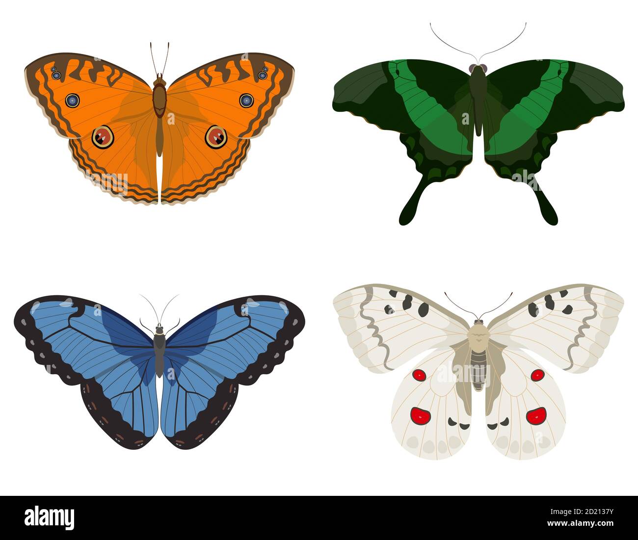 Farfalle di specie diverse. Insieme di insetti belli. Illustrazione Vettoriale