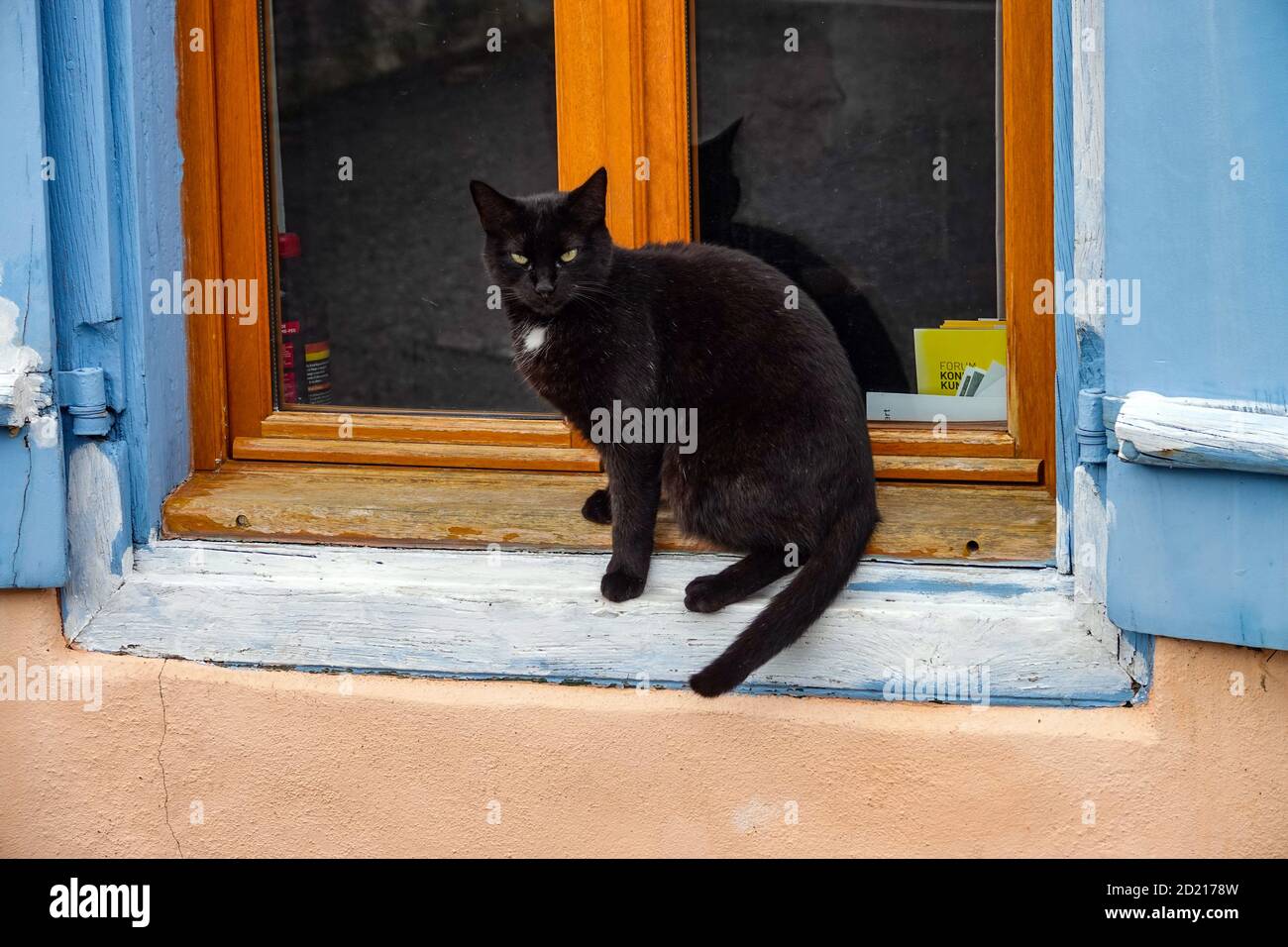 Gatto nero con bib bianco seduto su una sporgenza della finestra, guardando la macchina fotografica Foto Stock