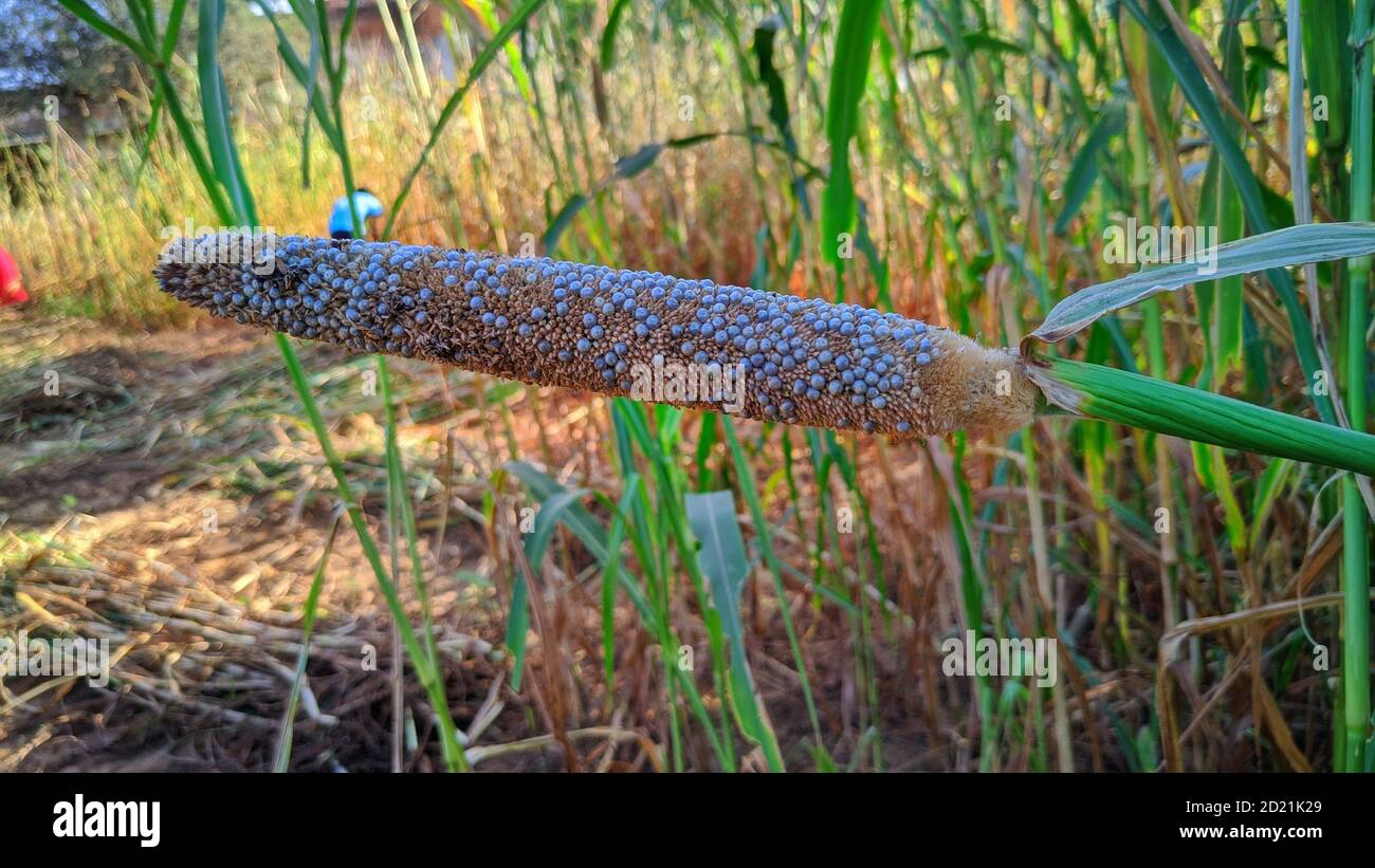 Germoglio di miglio bianco. Coltivando pianta di Bajra, vegetativa di fiore, coltura tropicale. Foto Stock