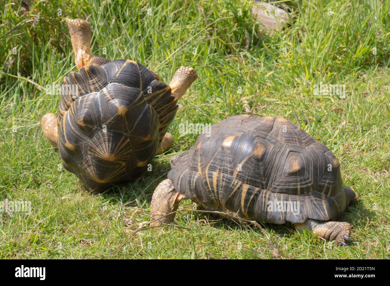 Tartarughe irradiate (Astrochelys radiata). Due maschi in movimenti combattenti, lottando per guadagnare e stabilire il dominio sull'altro. Il successo è wi Foto Stock