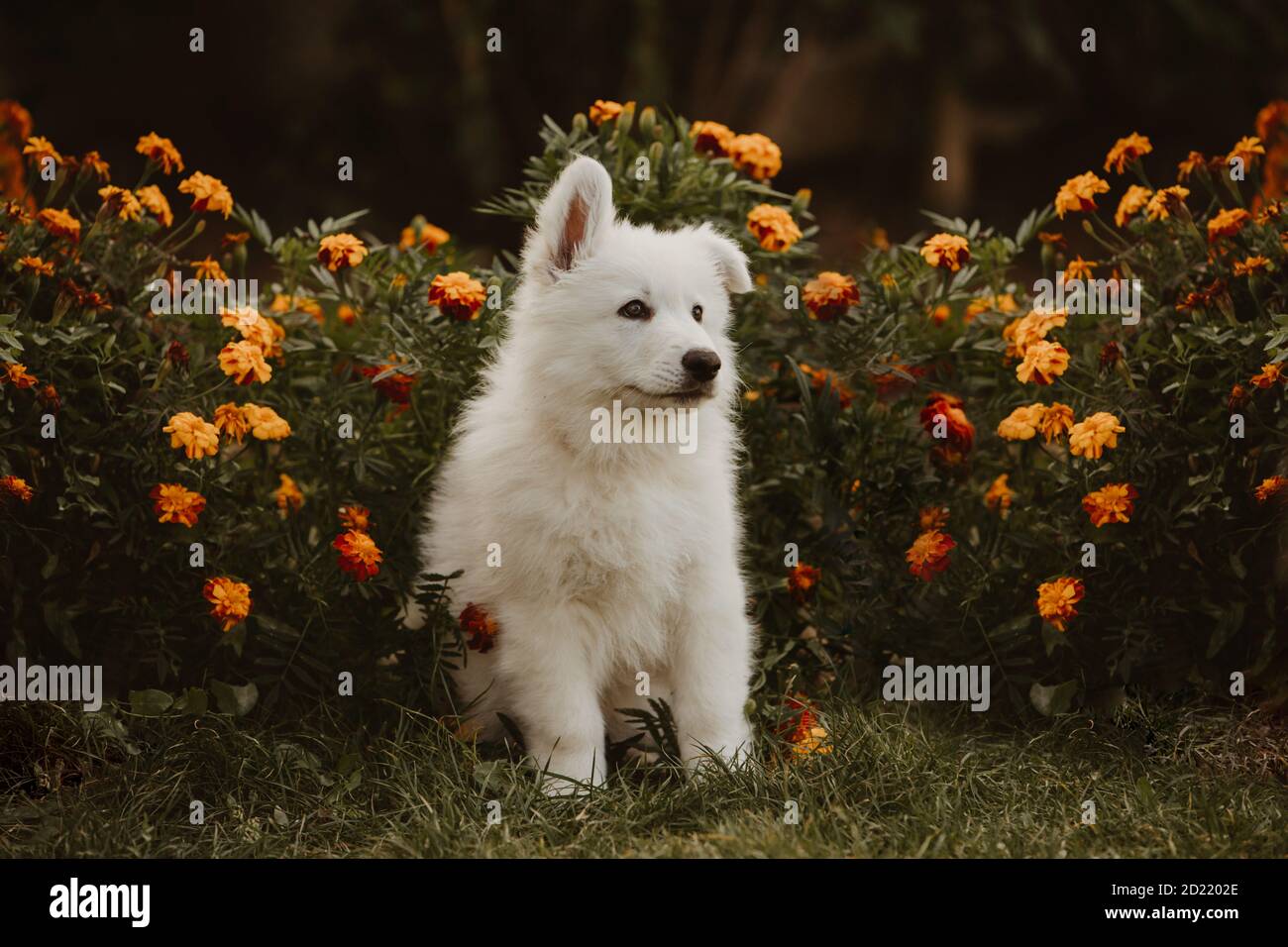 bianco svizzero preside cucciolo ritratto in giardino Foto Stock