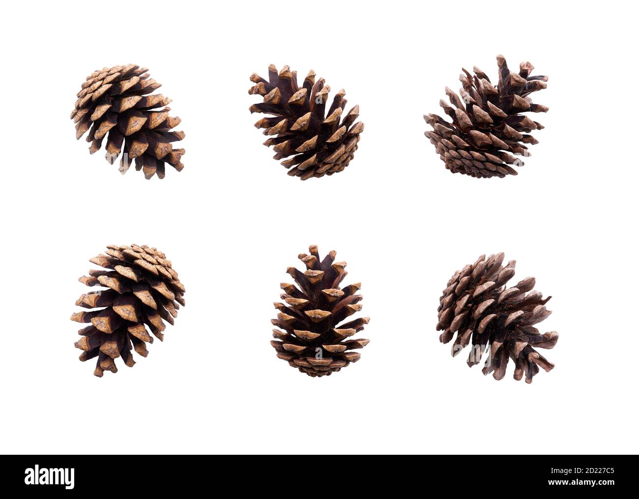 Una collezione di grande cono di pino per la decorazione dell'albero di Natale isolato su uno sfondo bianco. Foto Stock