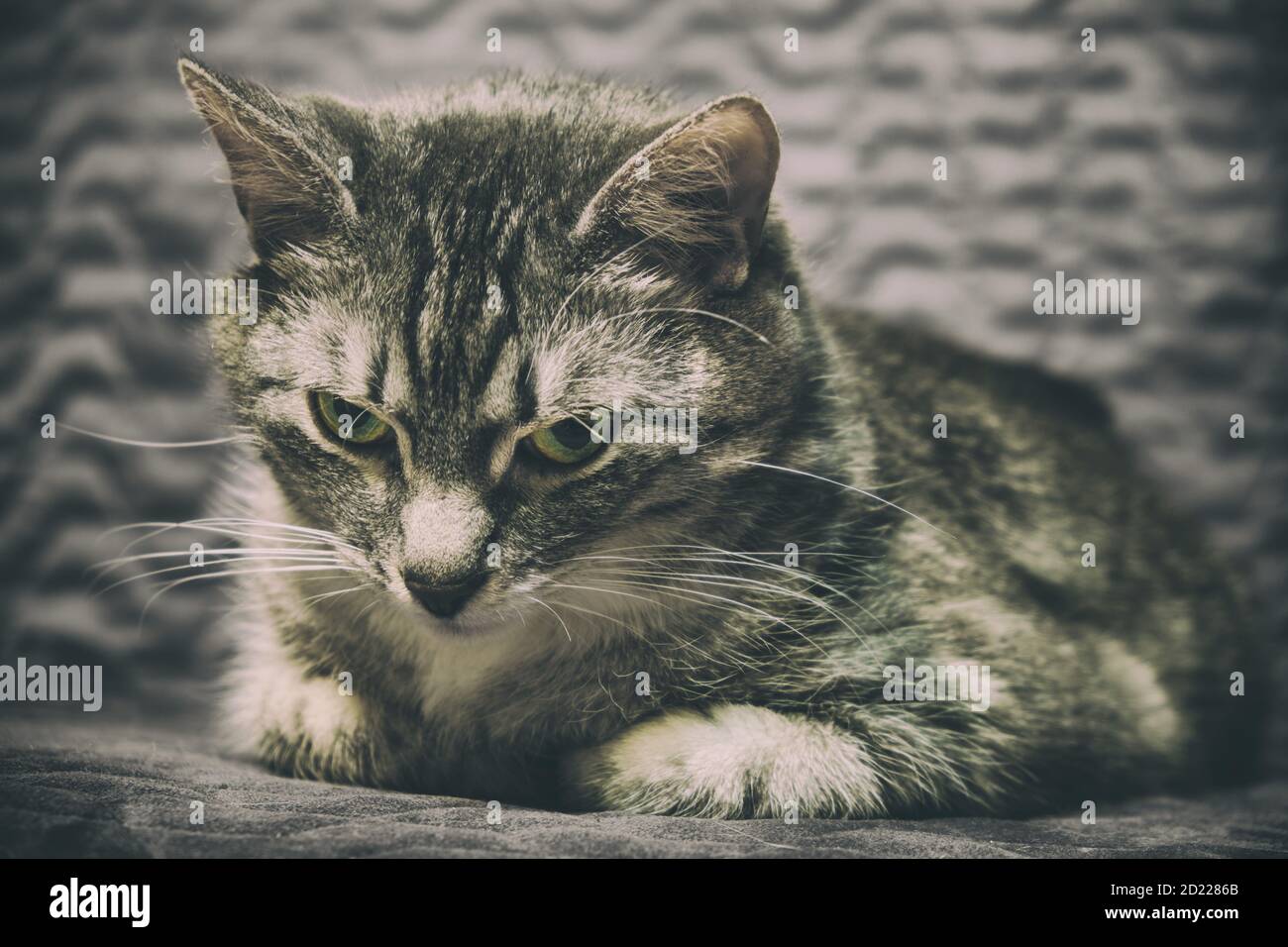 Malinconia e solitudine agli occhi di un gatto malato domestico. Disprezzo  grigio doloroso intorno ad un animale domestico Foto stock - Alamy