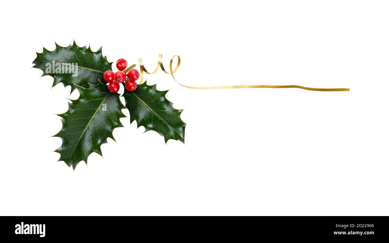 Un rametto, tre foglie, di acino verde e bacche rosse e nastro d'oro per la decorazione natalizia isolato su sfondo bianco. Foto Stock