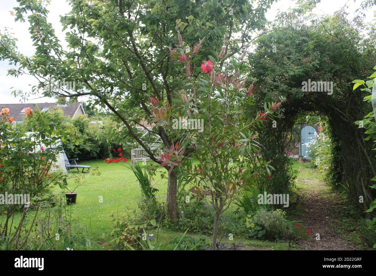 Vista sul paesaggio nel giardino estivo di campagna inglese con pera di espalier albero con frutta lavanda rosa arco fiori cespuglio erba prato & piante & porta segreta Foto Stock