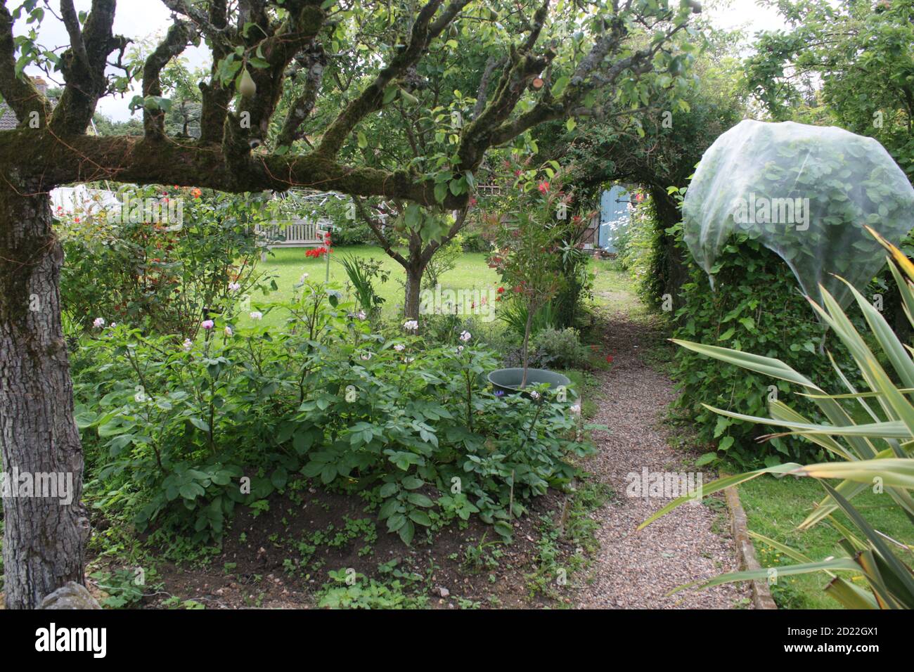 Vista sul paesaggio nel giardino estivo di campagna inglese con pera di espalier albero con frutta lavanda rosa arco fiori cespuglio erba prato & piante & porta segreta Foto Stock