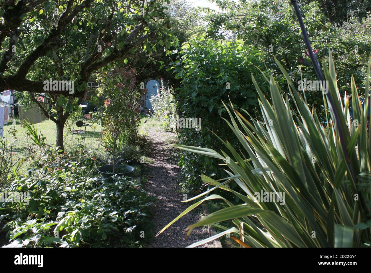 Vista sul paesaggio nel giardino estivo di campagna inglese con pera di espalier albero con frutta lavanda rosa arco fiori cespuglio erba prato & piante & porta segreta Foto Stock