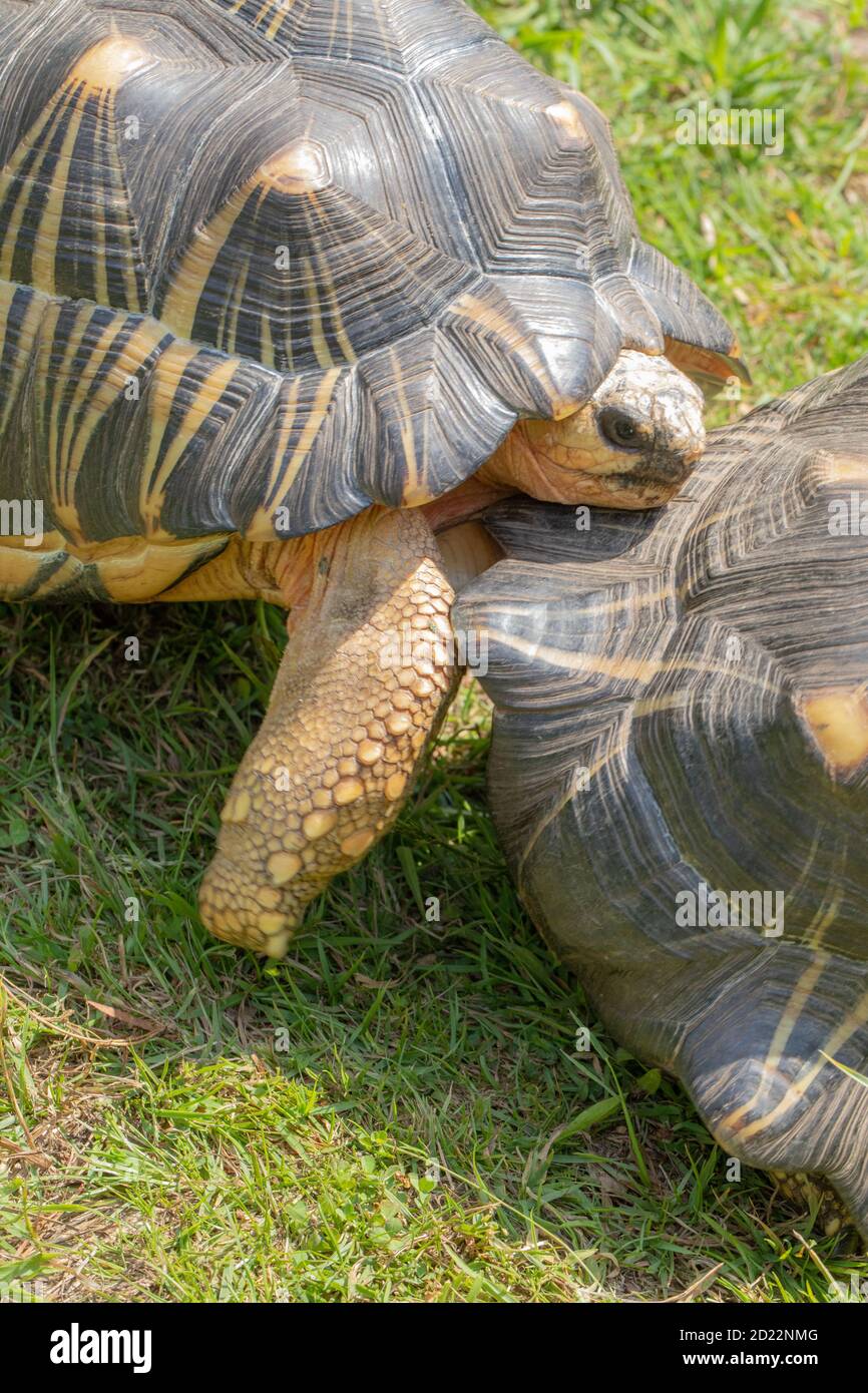 Tartarughe irradiate (Astrochelys radiata). Adulti, rivali, maschi combattivi. L'animale ha lasciato, usando la gulare, i due più frontali, il trastrone, le lamine, ad ariete ed a Foto Stock