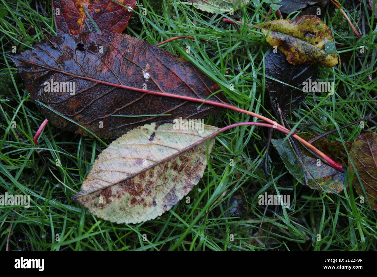 Titolo primo piano foglie autunnali su lame di erba verde Prato sulla pioggia bagnata mattina invernale con foglia di faggio marrone Giardino all'inglese giallo arancio Foto Stock