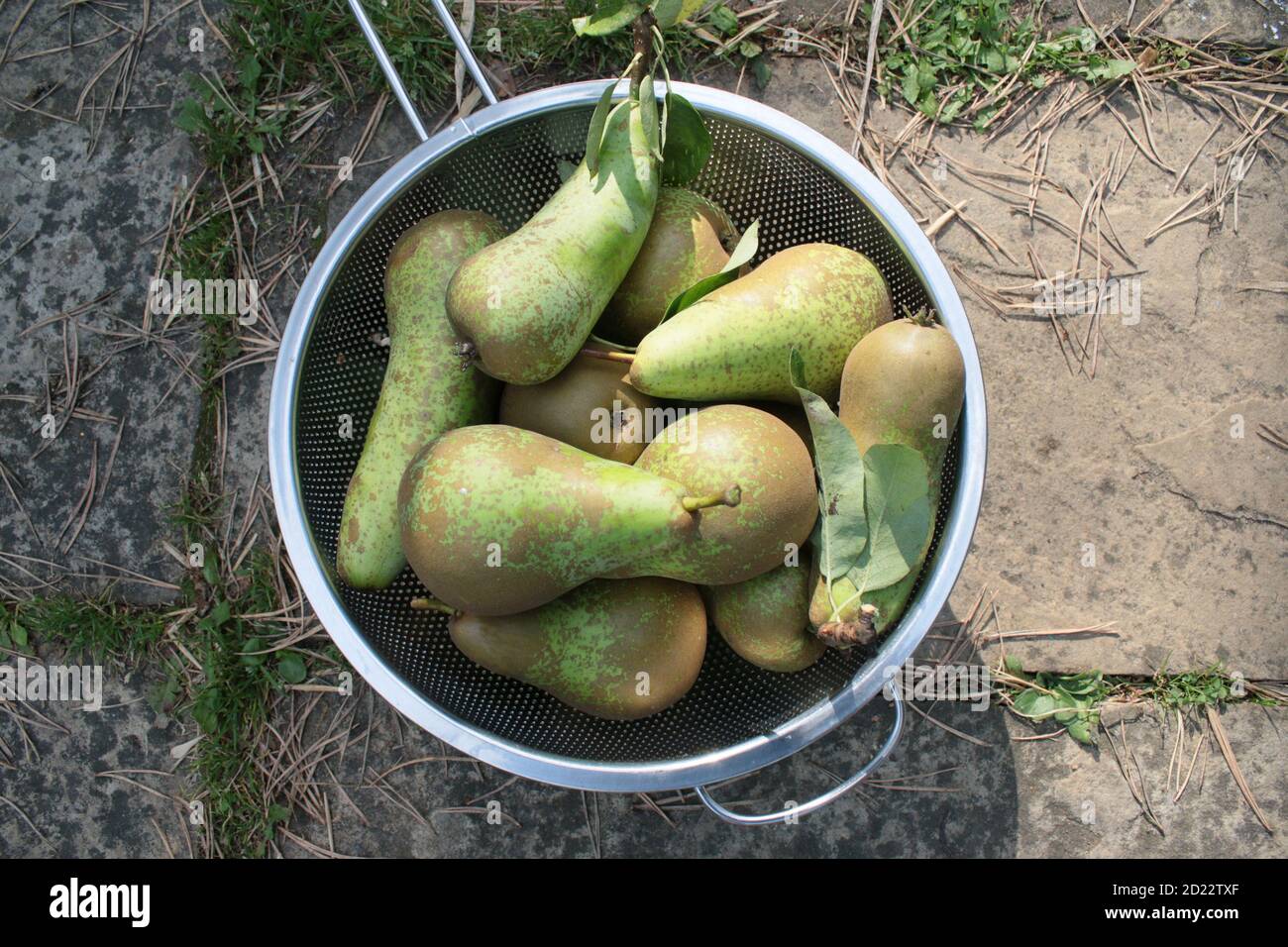 Primo piano pere fresche mature biologiche nutrienti deliziose patate crude appena scavate in casa coltivata in campagna inglese giardino di assegnazione raccolto in autunno Foto Stock