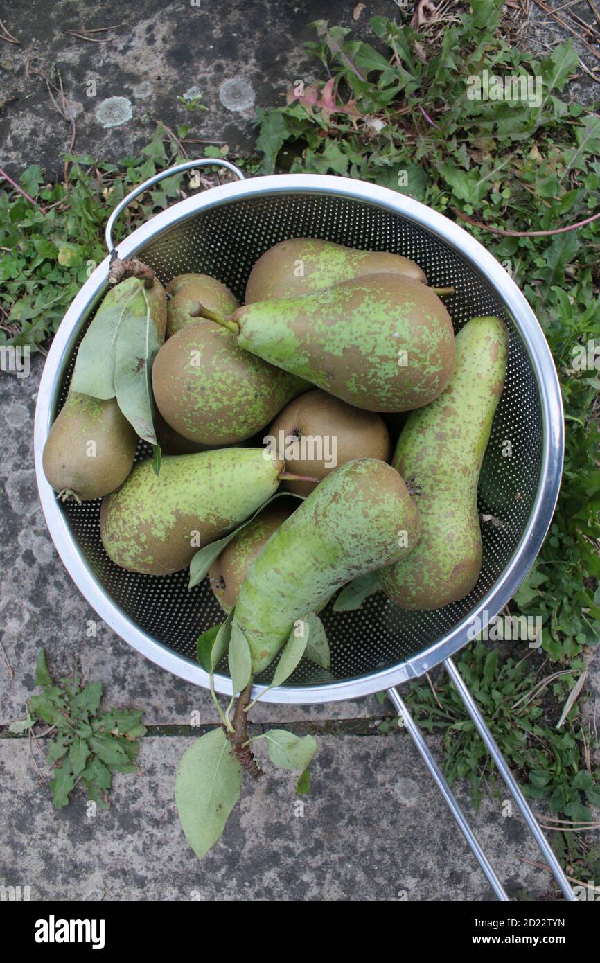 Primo piano pere fresche mature biologiche nutrienti deliziose patate crude appena scavate in casa coltivata in campagna inglese giardino di assegnazione raccolto in autunno Foto Stock