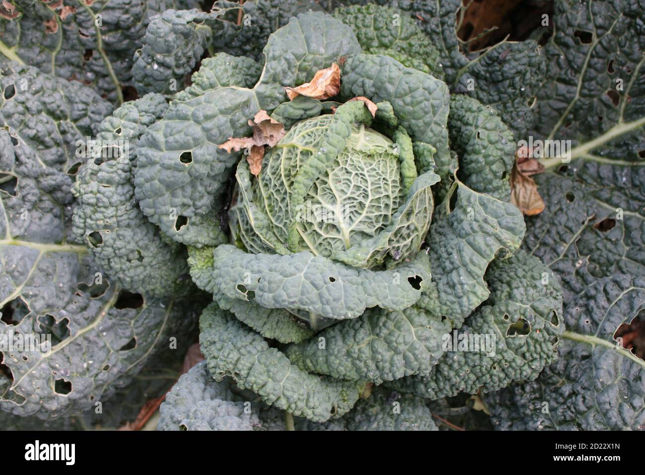 Primo piano di grande cavolo verde, con le vene arricciate foglie con centro rotondo compatto della casa vegetale coltivata in giardino biologico di campagna inglese Foto Stock