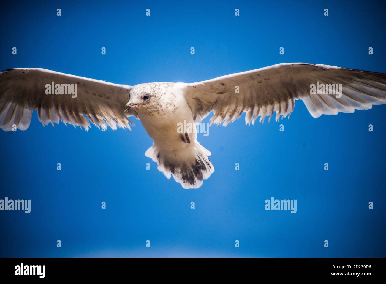 Gabbiano europeo delle aringhe in volo con un cielo blu solido sfondo Foto Stock