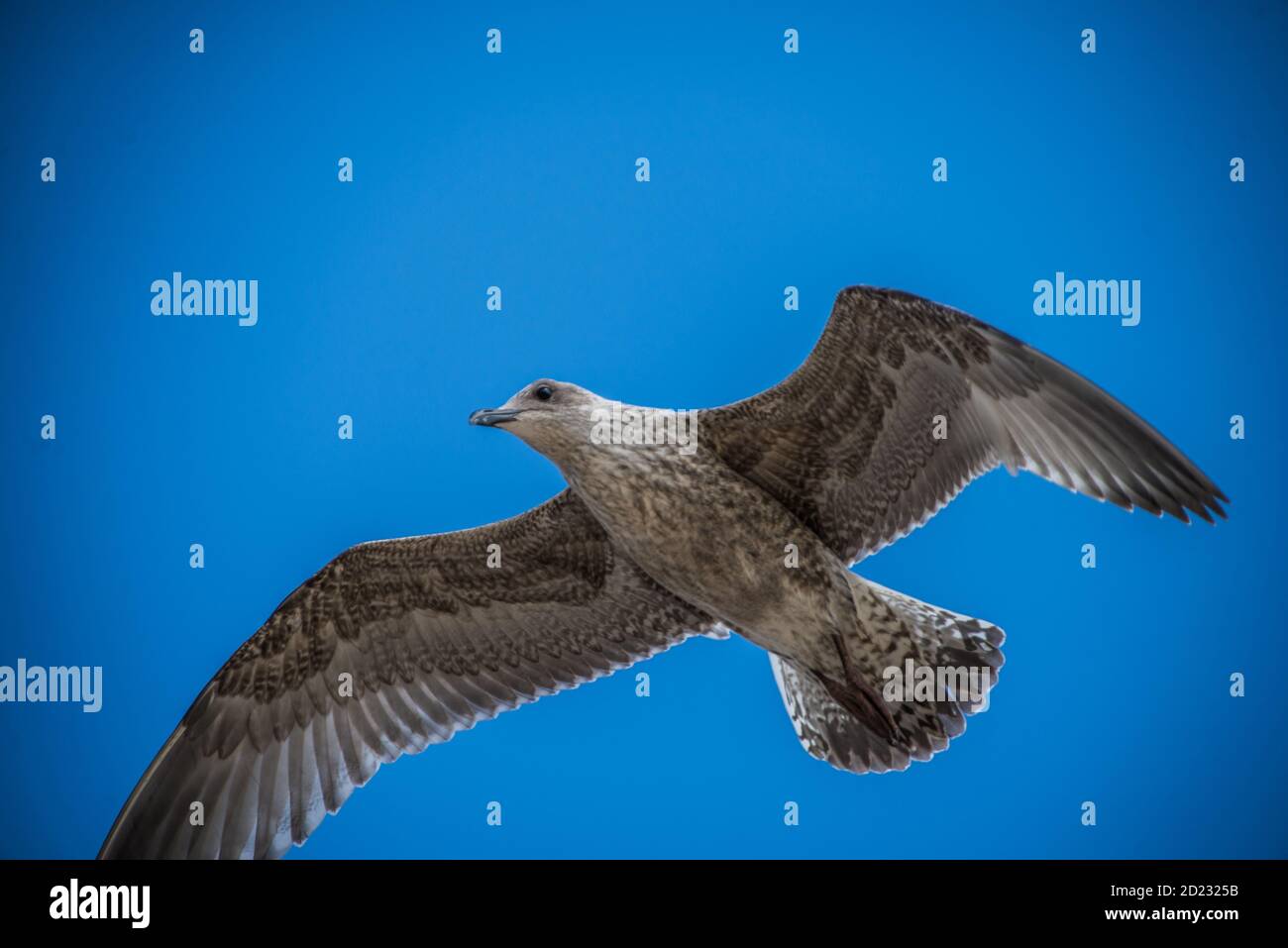 Gabbiano europeo delle aringhe in volo con un cielo blu solido sfondo Foto Stock