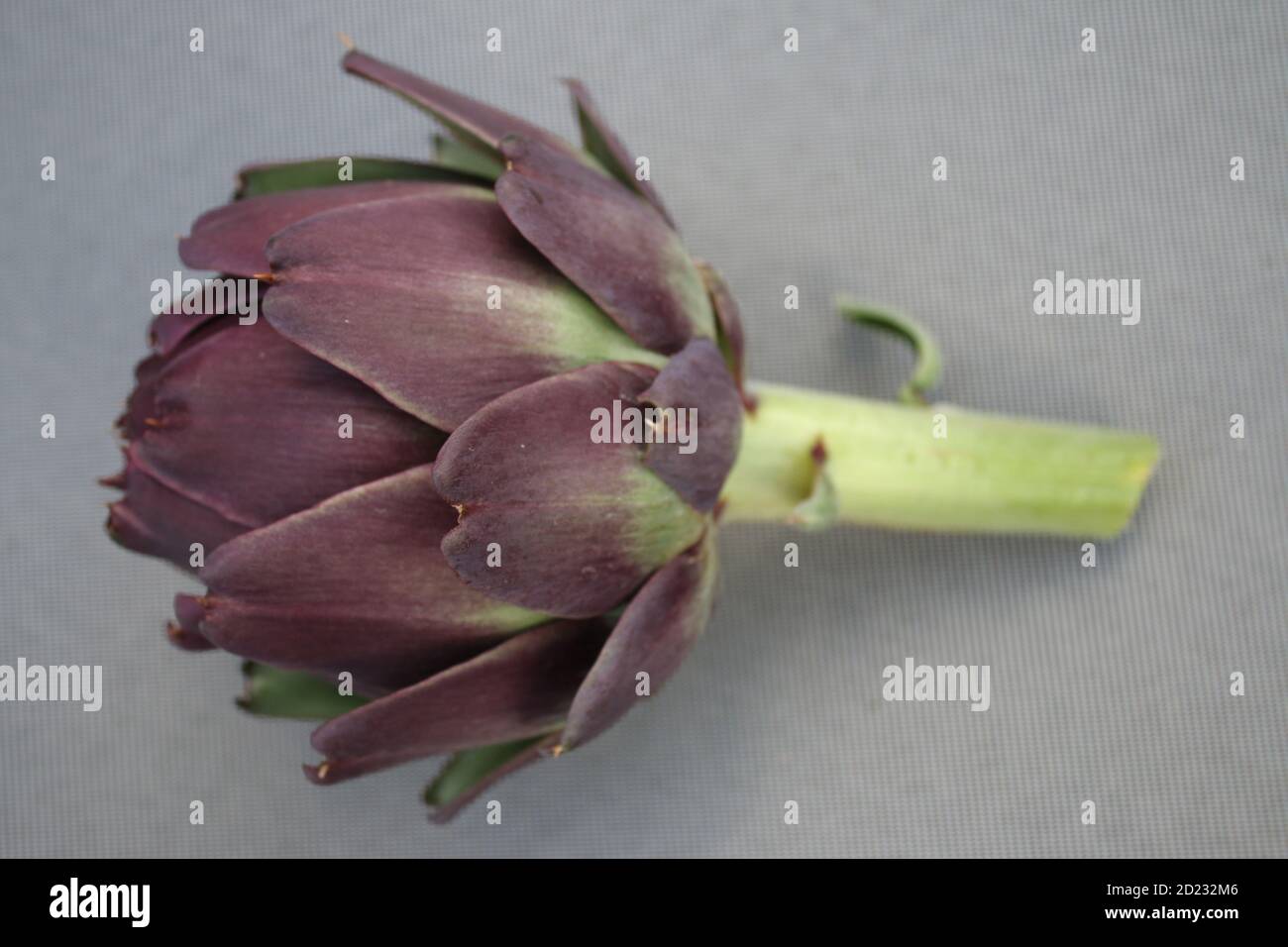Primo piano di carciofo globo vegetale, il gambo della pianta con foglie raccolte da giardino inglese rurale biologico pronto a cucinare per un delizioso pasto vegano Foto Stock