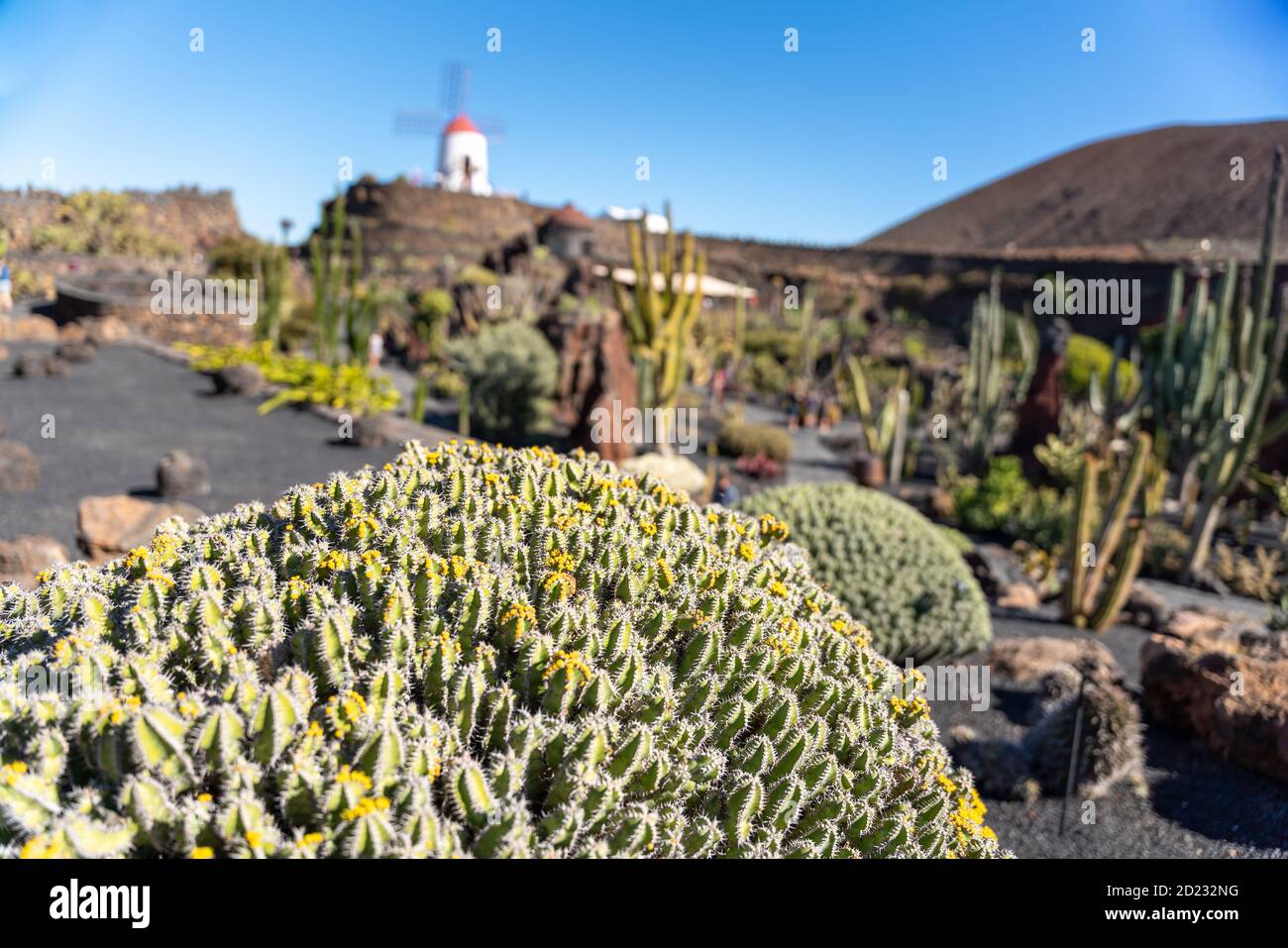 Il giardino dei cactus, Lanzarote, Isole Canarie, Spagna Foto Stock