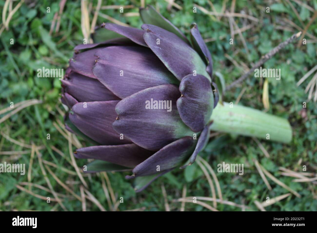 Primo piano di carciofo globo vegetale, il gambo della pianta con foglie raccolte da giardino inglese rurale biologico pronto a cucinare per un delizioso pasto vegano Foto Stock