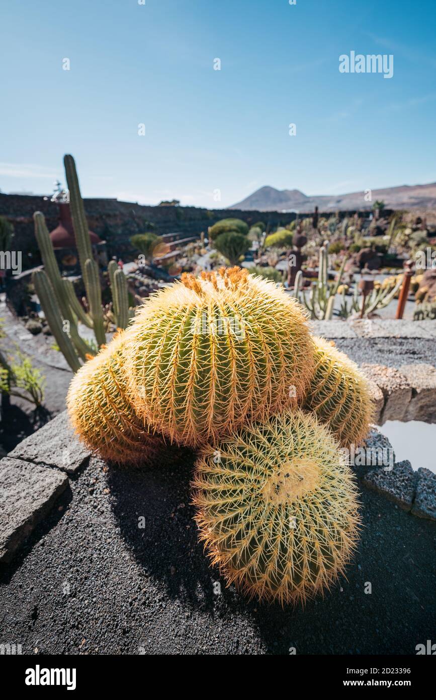 Il giardino dei cactus, Lanzarote, Isole Canarie, Spagna Foto Stock