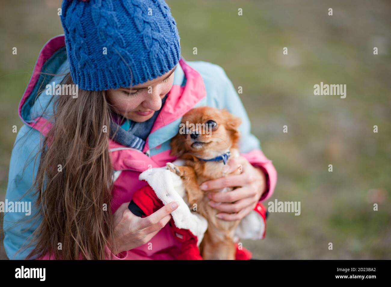 bella ragazza giovane vestendo il suo piccolo cane chihuahua in animale vestiti in inverno Foto Stock