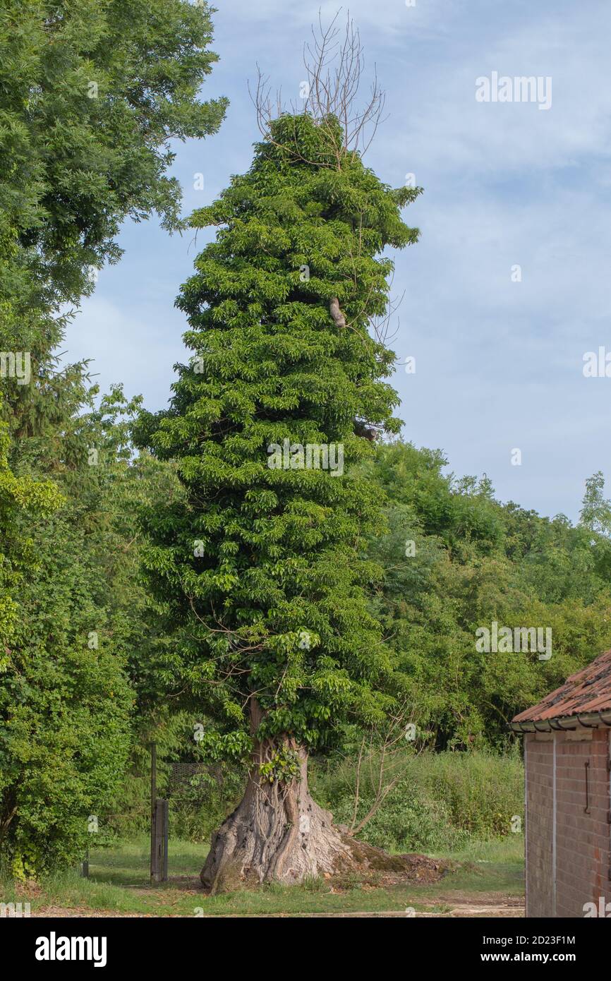 Frassino (Fraxinus excelsior), morto dalla malattia di Chalara o di Ash dieback (Hymenoscyphus fraxineus). Tronco coperto con Ivy (Hedera Helix). "Morte thro Foto Stock
