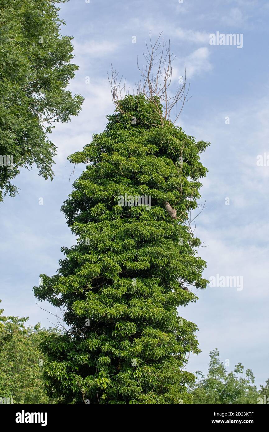 Frassino (Fraxinus excelsior), morto dalla malattia di Chalara o di Ash dieback (Hymenoscyphus fraxineus). Tronco coperto con Ivy (Hedera Helix). "Morte thro Foto Stock