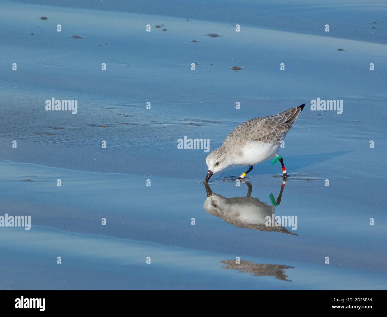 Primo piano di un carino uccello Sanderling cercando cibo con rigs sulle gambe Foto Stock