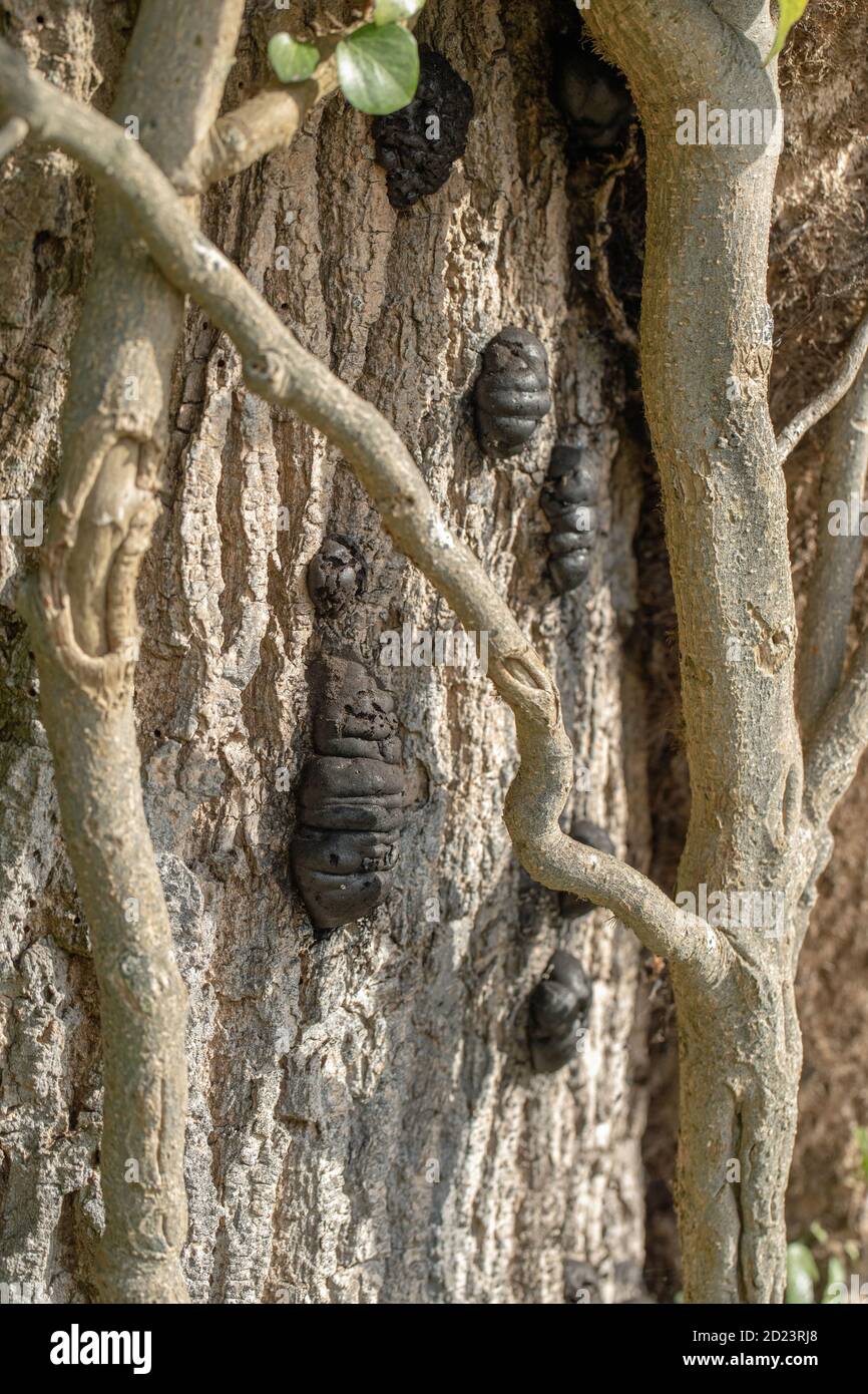 Carbone Fungus, carbone sfere, re Alfreds torte, o fuoco di partenza Fungus, (Daldinia concentricia). Crescere tra i gambi di Ivy ramificati, sulla corteccia di a. Foto Stock
