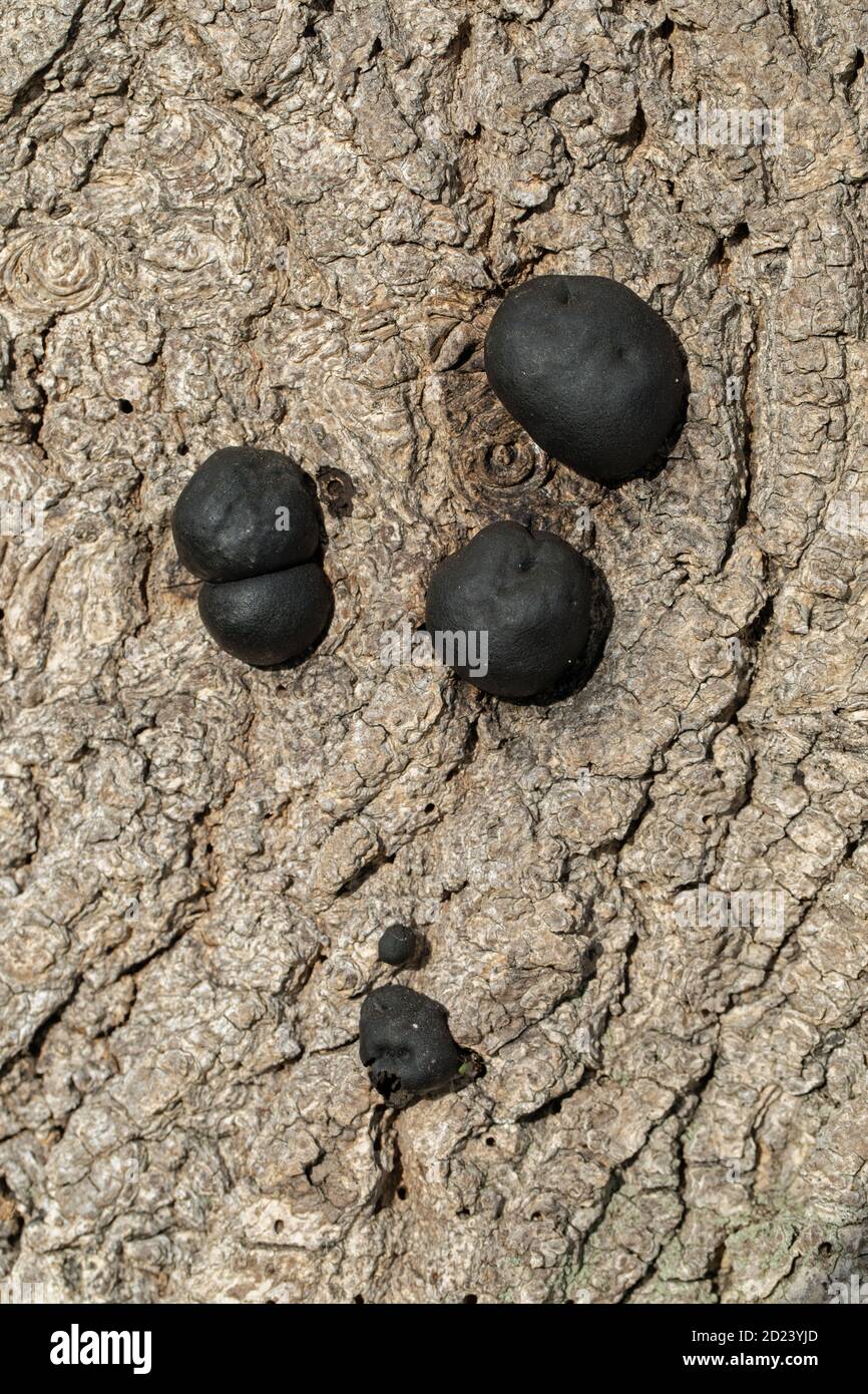 Carbone Fungus, carbone sfere, re Alfreds torte, o fuoco di partenza Fungus, (Daldinia concentricia). Sulla corteccia di un albero di cenere morto (Fraxinus excelsior), Foto Stock
