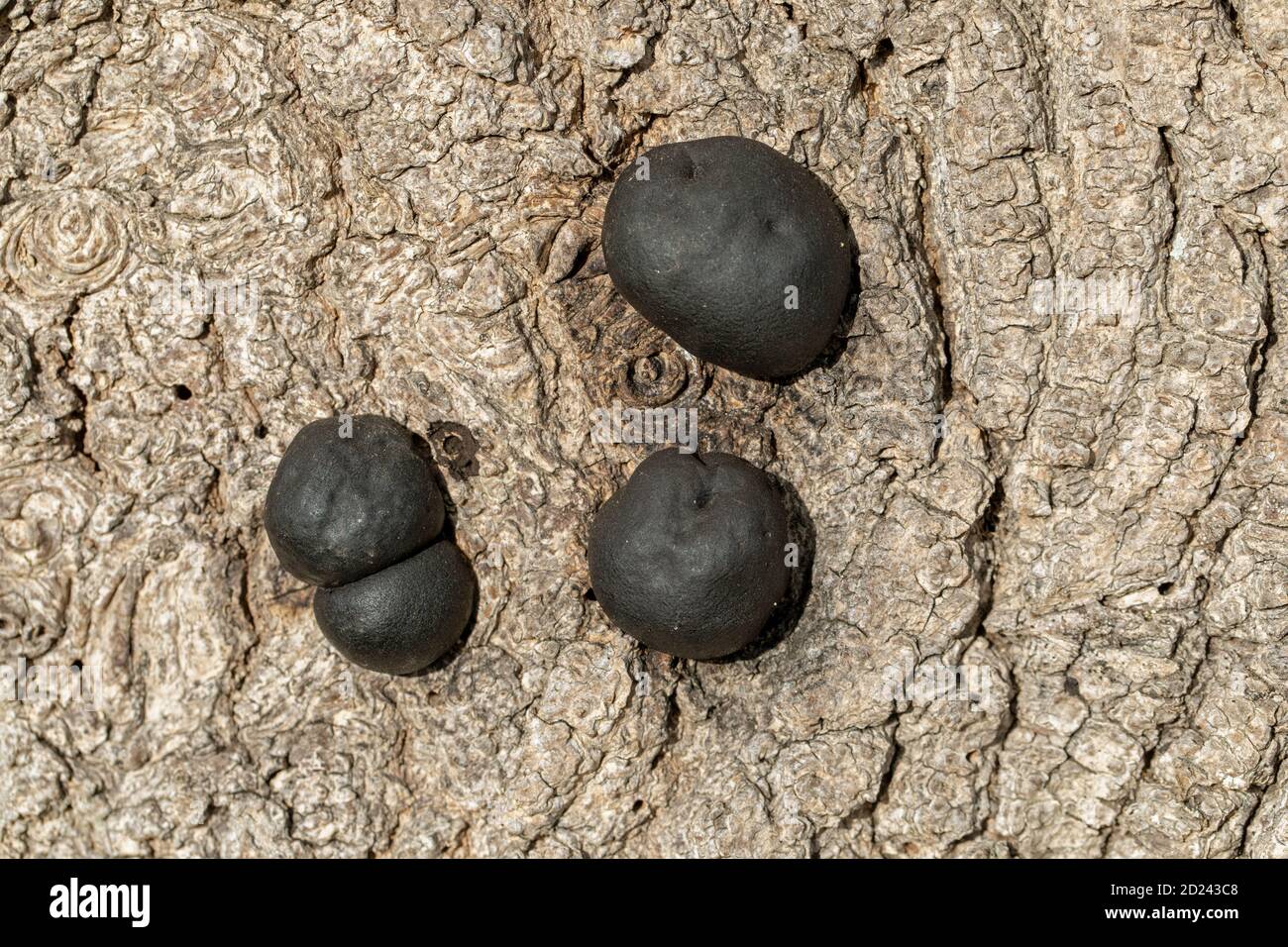 Carbone Fungus, carbone sfere, re Alfreds torte, o fuoco di partenza Fungus, (Daldinia concentricia). Sulla corteccia di un albero di cenere morto (Fraxinus excelsior), Foto Stock