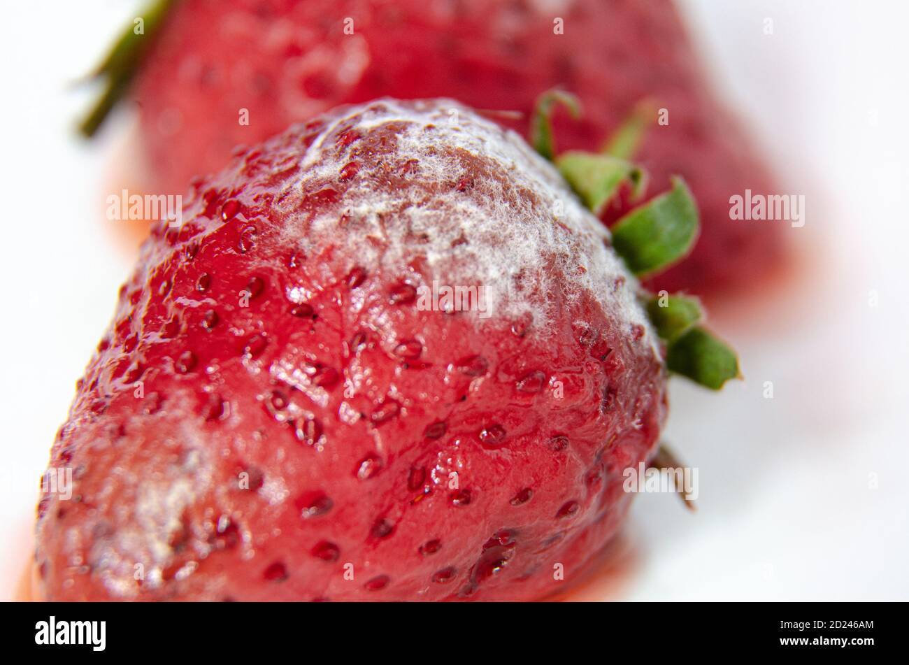 Da vicino si possono vedere fragole ammuffite che sono andate male e così andate a sprecare. Foto Stock